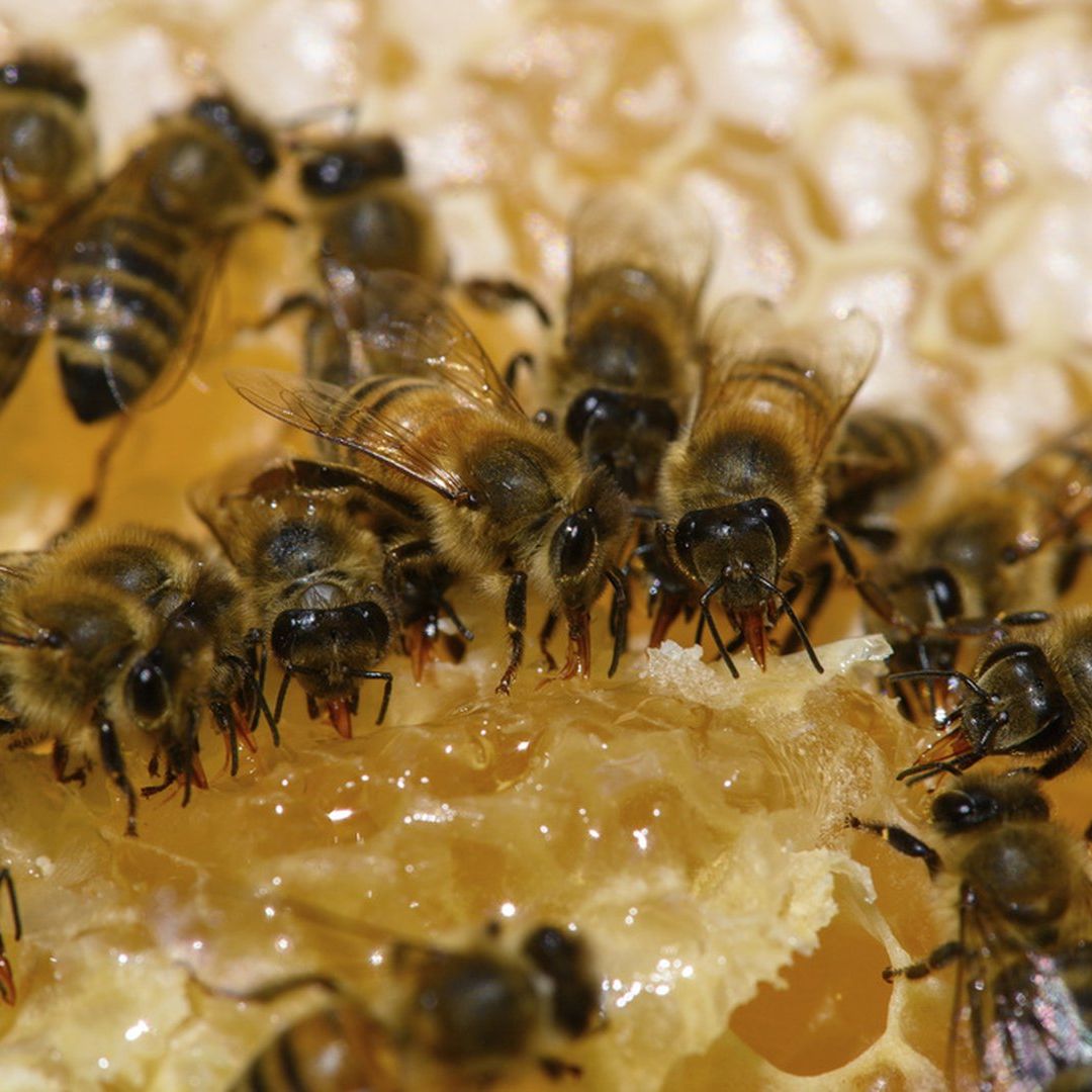 Enjambre de abejas provoca pánico en Coyoacán